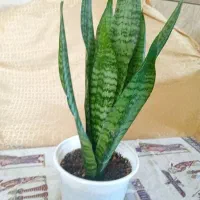 گل های شاداب و خانگی