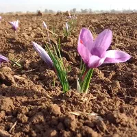 زمین-زعفران