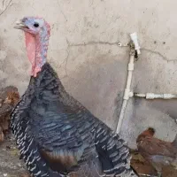 غاز و بوقلمون رسمی