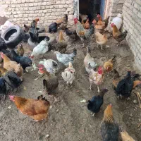 فروش مرغ بصورت کلی و تکی.برهما