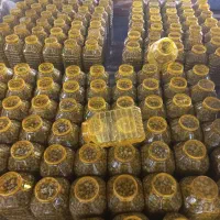 فروش زیتون طارم نقدی|خوردنی و آشامیدنی|طارم, |دیوار