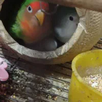 طوطی برزیلی|پرنده|آبادان, |دیوار