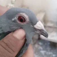 کبوتر سبز  نر وماده