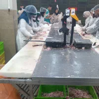 به تعدای نیرو کار جهت بسته بندی گوشت در سامانه