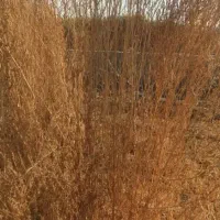 جارو شهردار