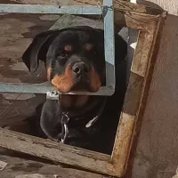 فروش سگ نژاد رودفایلر