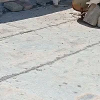 12 عدد کبوتر فوق العاده