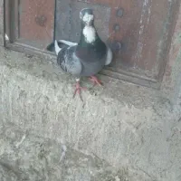 ابلغ اهوازی نسل بتن نر|پرنده|هامون, |دیوار