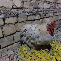 خروس جهادی سفید