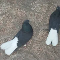 جفت دم سفید|پرنده|تهران, وردآورد|دیوار