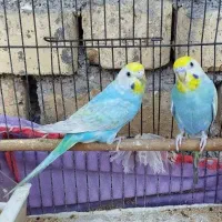 مرغ عشق رینبو و پروانه ای