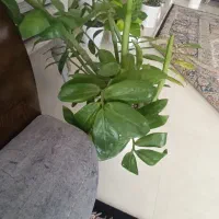 گل طبیعی|گل و گیاه طبیعی|بجنورد, |دیوار