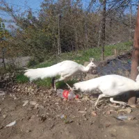 طاووس سفید ۲ ساله و شکلاتی ۶ ماهه