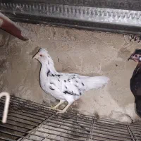 یک عدد خروس گلین و هفت عدد مرغ گلین|حیوانات مزرعه|شهریار, رزکان|دیوار