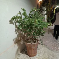 گل یاس هلندی