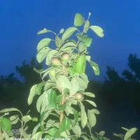 باغچه ۸۰۰ متری اسکمان شهریار فروش یا تهاتر|فروش زمین و ملک کلنگی|شهریار, اسکمان|دیوار