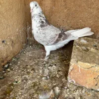 گرفتنی سینه دمبی