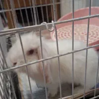 فروش خرگوش لوپ چشم قرمز باتمام وسایل