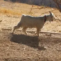 بزغاله دوبور