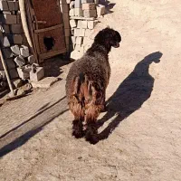 بره قوچ تخمی|حیوانات مزرعه|ناغان, |دیوار