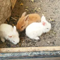 بچه خرگوش|موش و خرگوش|سبزوار, جنت|دیوار