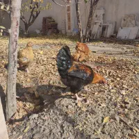 معاوضه خروس بامرغ|حیوانات مزرعه|مشهد, کاظم آباد|دیوار