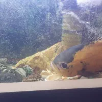 آکواریوم به همراه تمام متعلقات و پایه فلزی