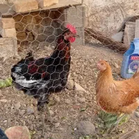 مرغ و خروس
