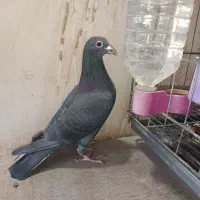 پلاک آردن|پرنده|اهواز, بیست متری شهرداری|دیوار