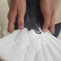 کفتر زاغ دم سفید|پرنده|سیرجان, |دیوار