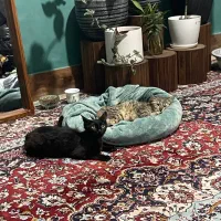 گربه،واگذری رایگان