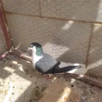 کفتر پرشی و زینتی|پرنده|اردکان, |دیوار