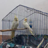 جفت عروس هلندی