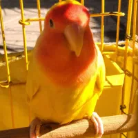 طوطی برزیلی|پرنده|اسلامشهر, شهرک محمدیه|دیوار