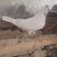کبوتر رفتنی