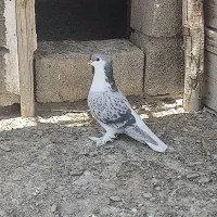کبوتر(لاهوری .راست و چپ) خوب بخونید توضیح رو
