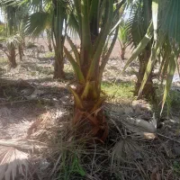 گل پالم|گل و گیاه طبیعی|رودبنه, |دیوار