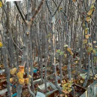 نهال میوه|خدمات باغبانی و درختکاری|شهریار, شهریار|دیوار