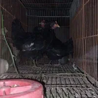 سه عدد جوجه مینیاتوری|حیوانات مزرعه|پارسآباد, |دیوار