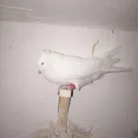 سفید اراکی نر