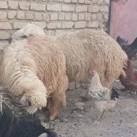 معاوضه بره نر با جو