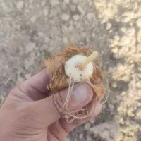 پیش فروش پیاز زعفران|خدمات باغبانی و درختکاری|گلبهار, بیزکی|دیوار