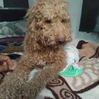 پودل مالتیپو پامر شیتزو مالتیز تریر|سگ|تهران, پاسداران|دیوار