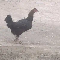 ماده مرغ لاری