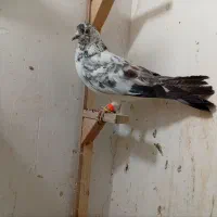 کفتر کبوتر رنگه آلمانی پرشی جفتگاه|پرنده|مشهد, بلال|دیوار