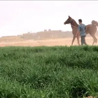 کره اسب عرب مصری|اسب و تجهیزات اسب‌سواری|تهران, بهارستان|دیوار