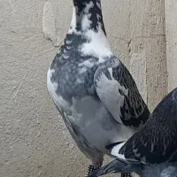 کبوتر جوجه پلنگ