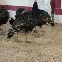 فروش بوقلمون محلی