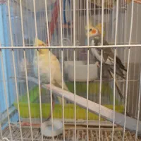 جفت عروس نر وماده