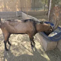 کولار ،نر بز آلپاین|حیوانات مزرعه|زرقان, |دیوار